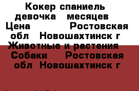 Кокер спаниель, девочка 5 месяцев. › Цена ­ 3 500 - Ростовская обл., Новошахтинск г. Животные и растения » Собаки   . Ростовская обл.,Новошахтинск г.